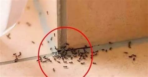 l型房子 家裡出現 小螞蟻